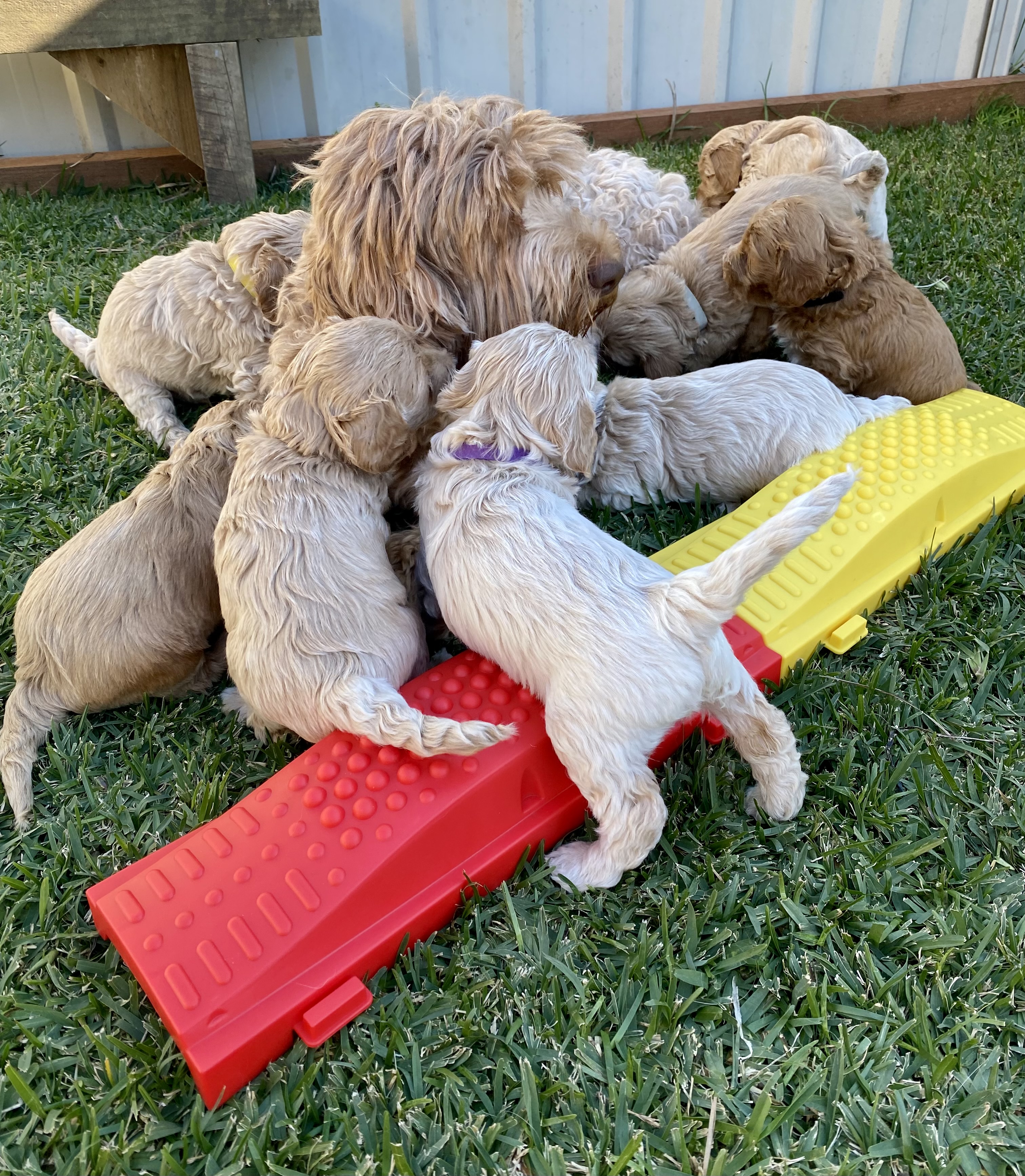 Charli with her Royal Litter.